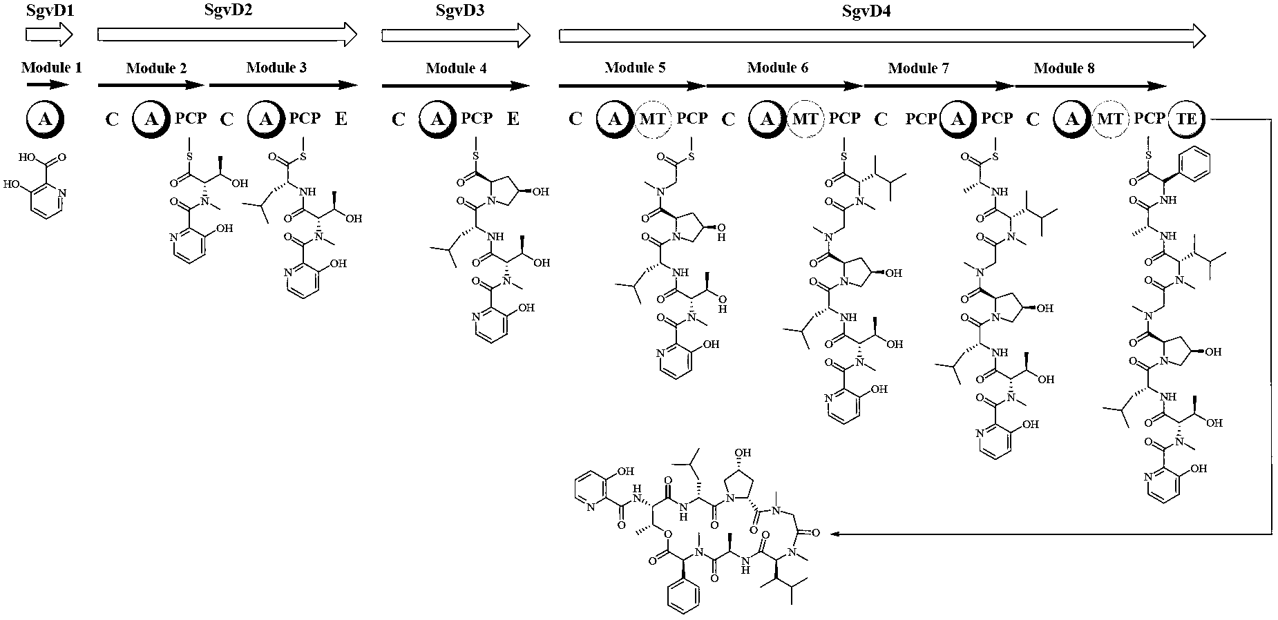 Biosynthesis gene cluster of griseoviridin and viridogrisein and application of biosynthesis gene cluster