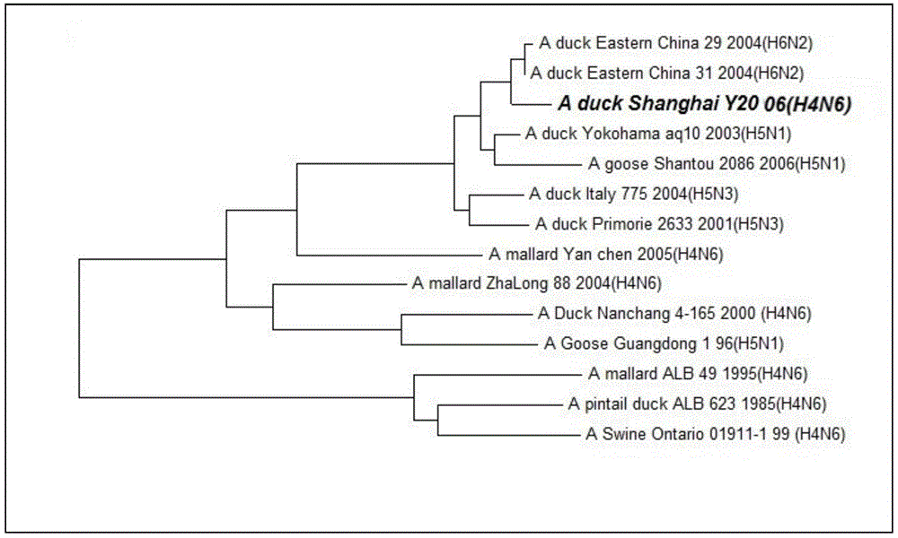 A duck-derived h4n6 subtype avian influenza virus strain and its application