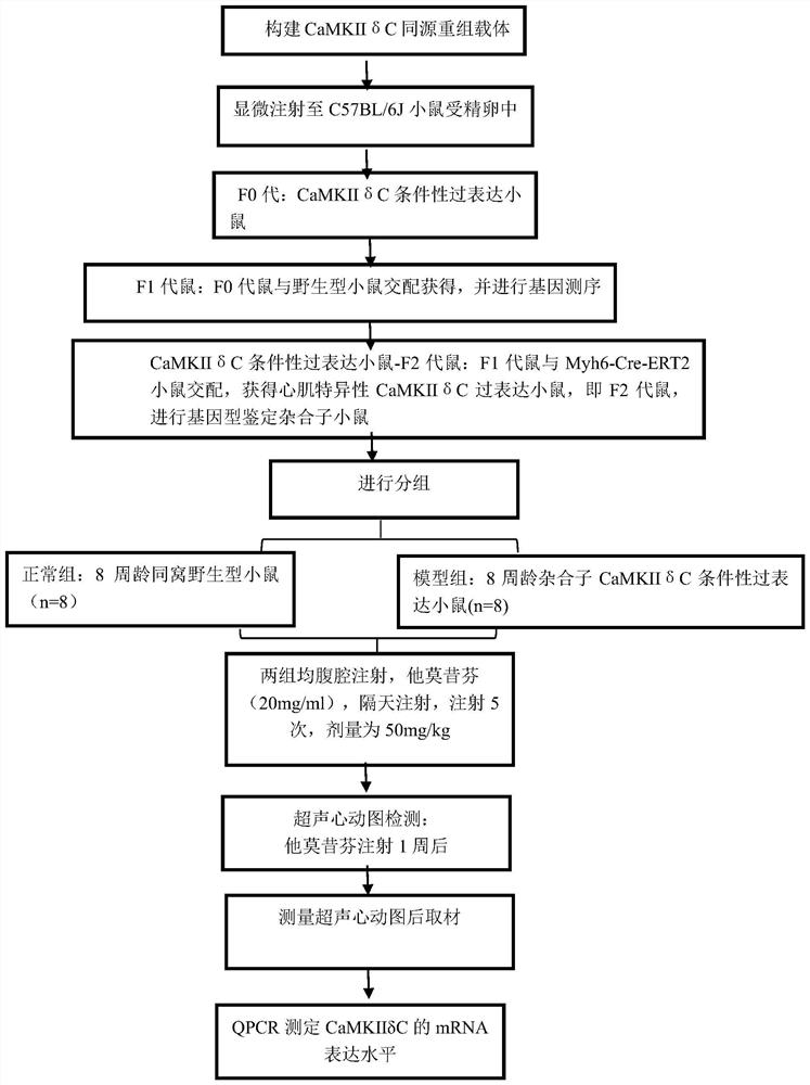 Construction method for CamkIIdeltaC gene overexpression induced ejection fraction reduction type heart failure