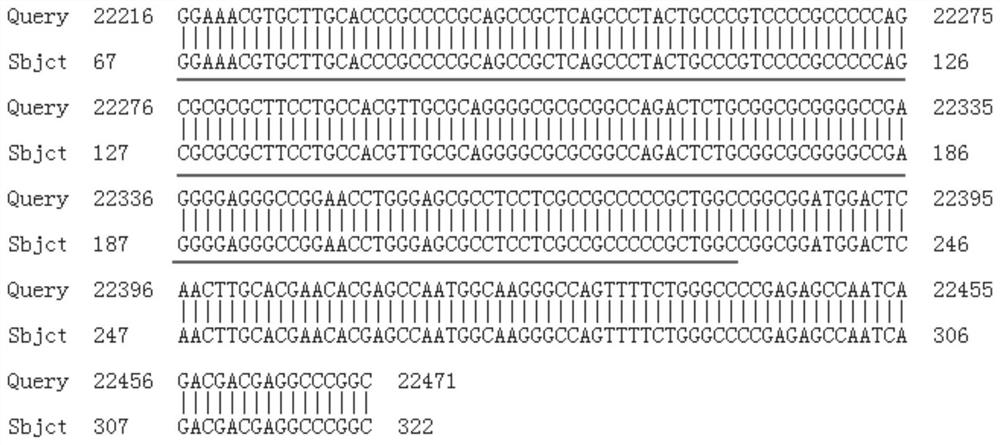 Construction method for CamkIIdeltaC gene overexpression induced ejection fraction reduction type heart failure