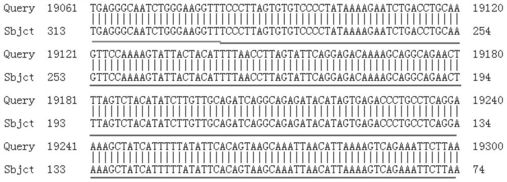 Construction method for CamkIIdeltaC gene overexpression induced ejection fraction reduction type heart failure