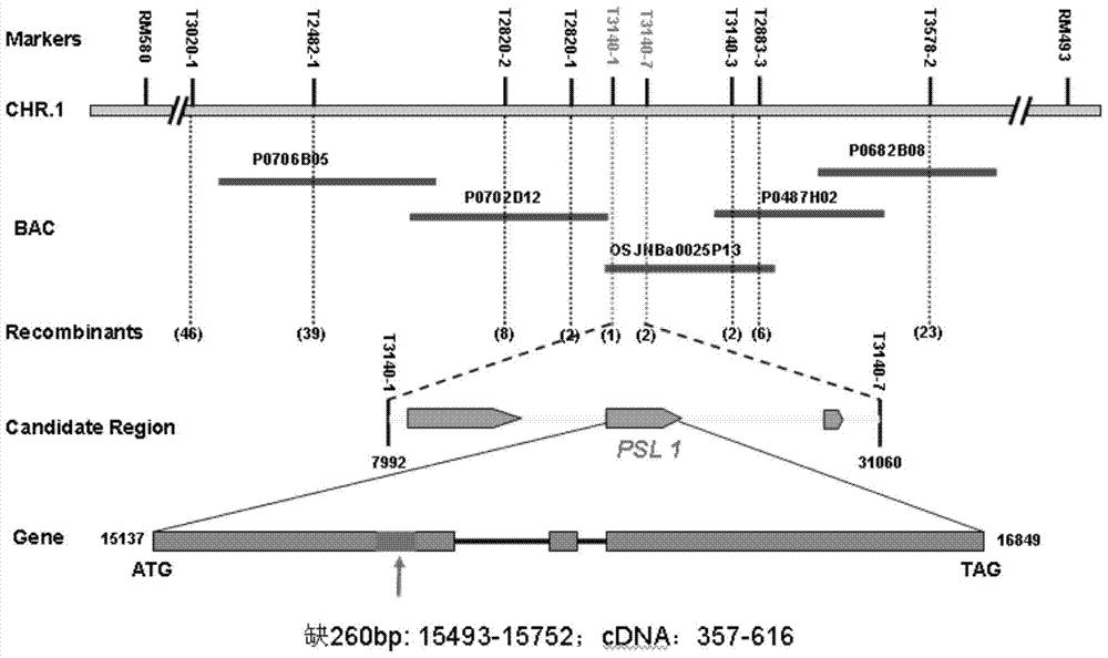 Rice light sensitive leaf rolling gene psl1 and its application