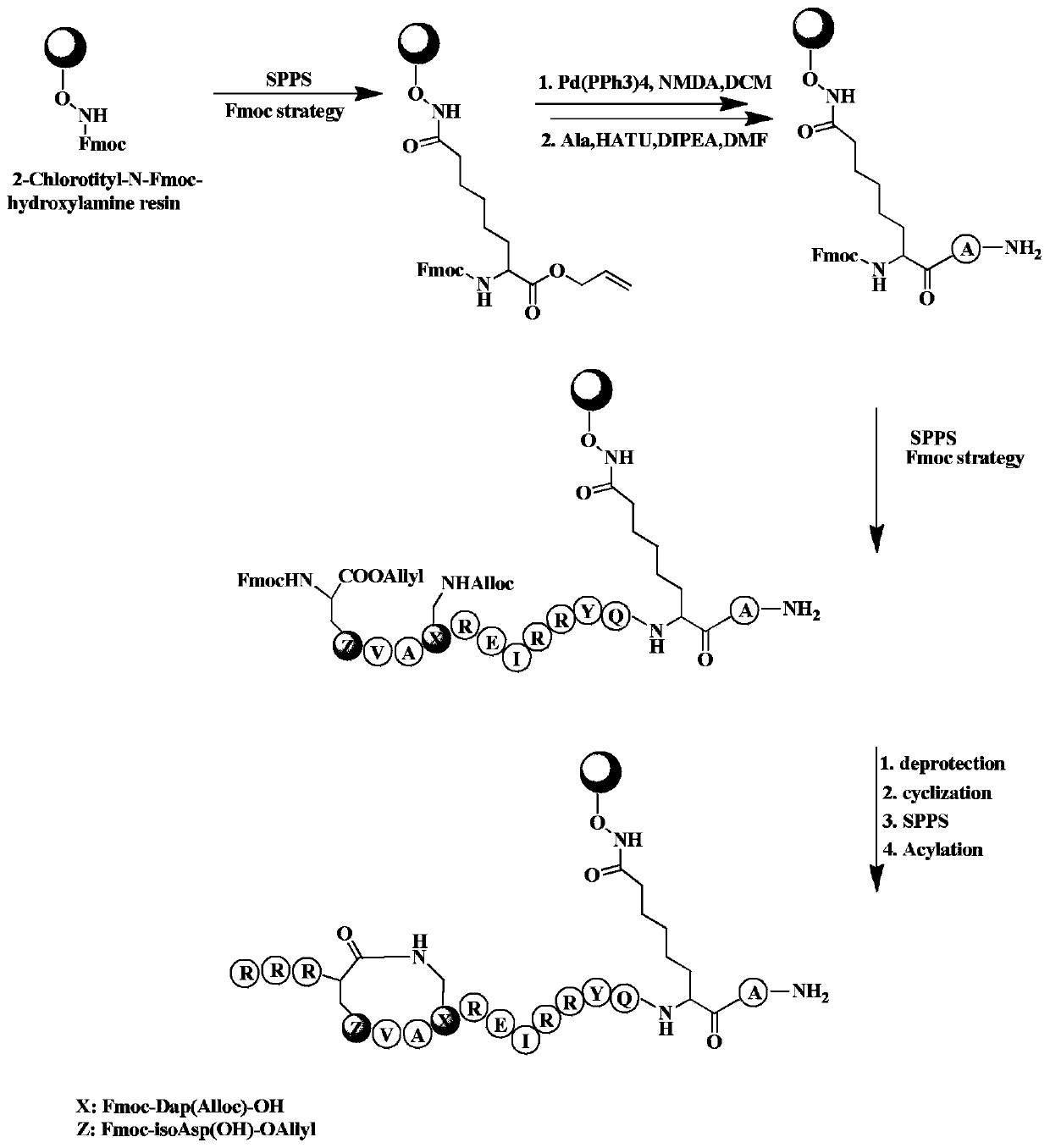 Stable polypeptide inhibitor targeting HDAC and application of stable polypeptide inhibitor