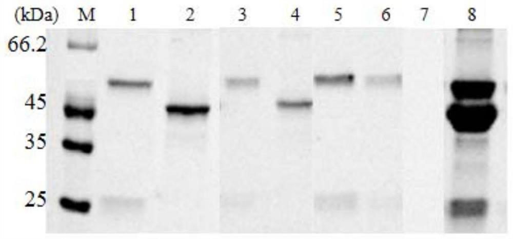 A biosensor based on luciferase complementation and its preparation method and application