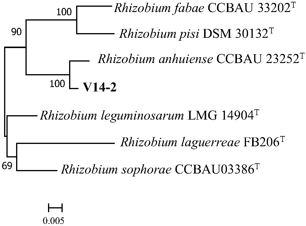 Rhizobium anhuiense V14-2 and application thereof