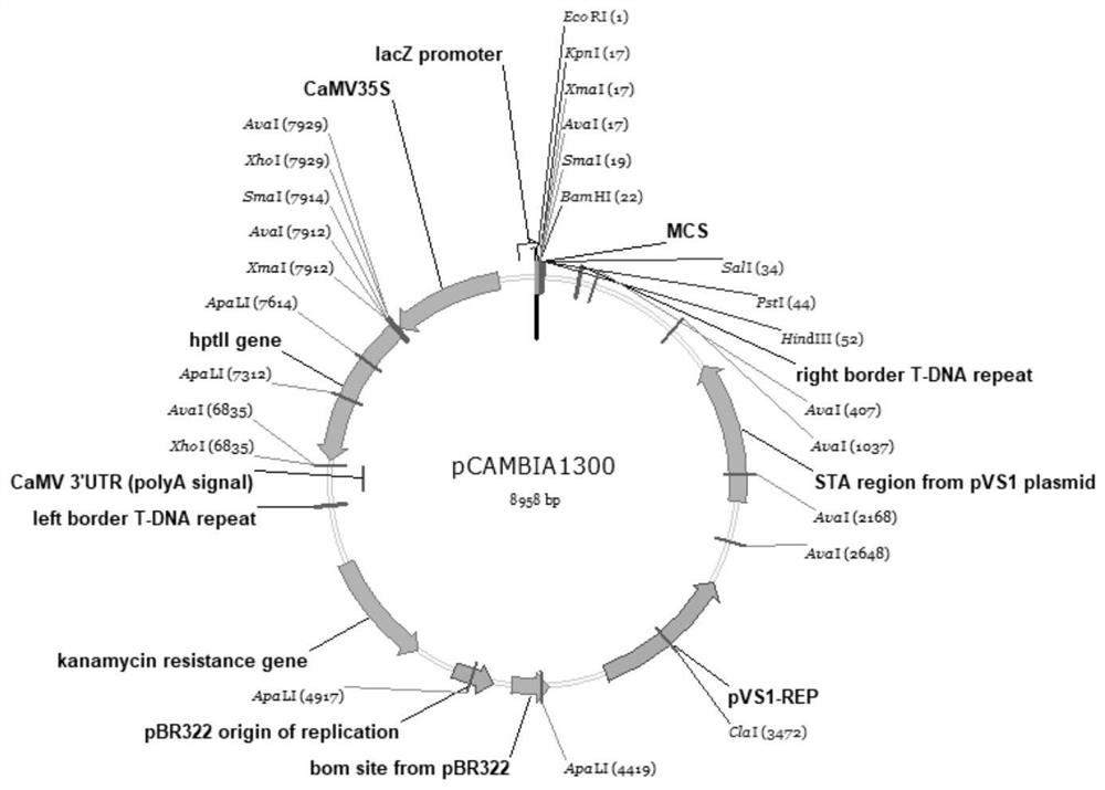 Production method of hybrid rice