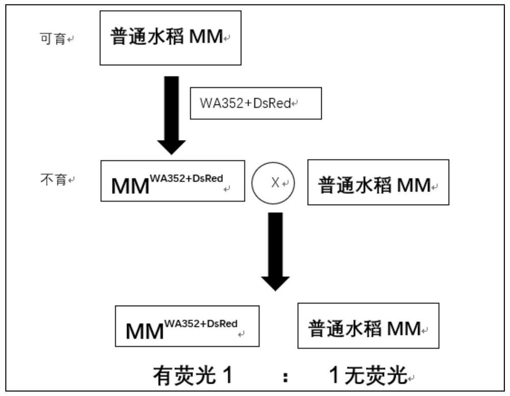 Production method of hybrid rice