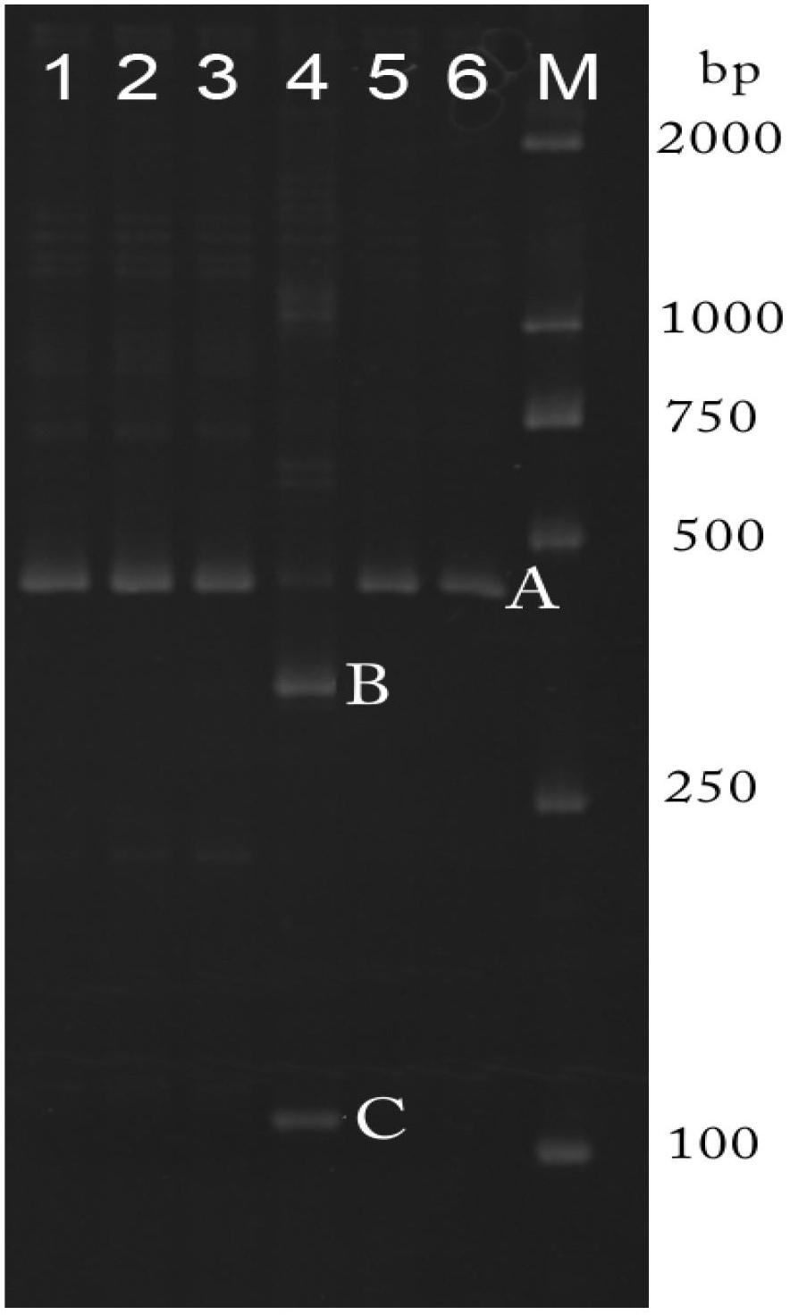 El-b3a gene in soybean growth period and coding protein thereof