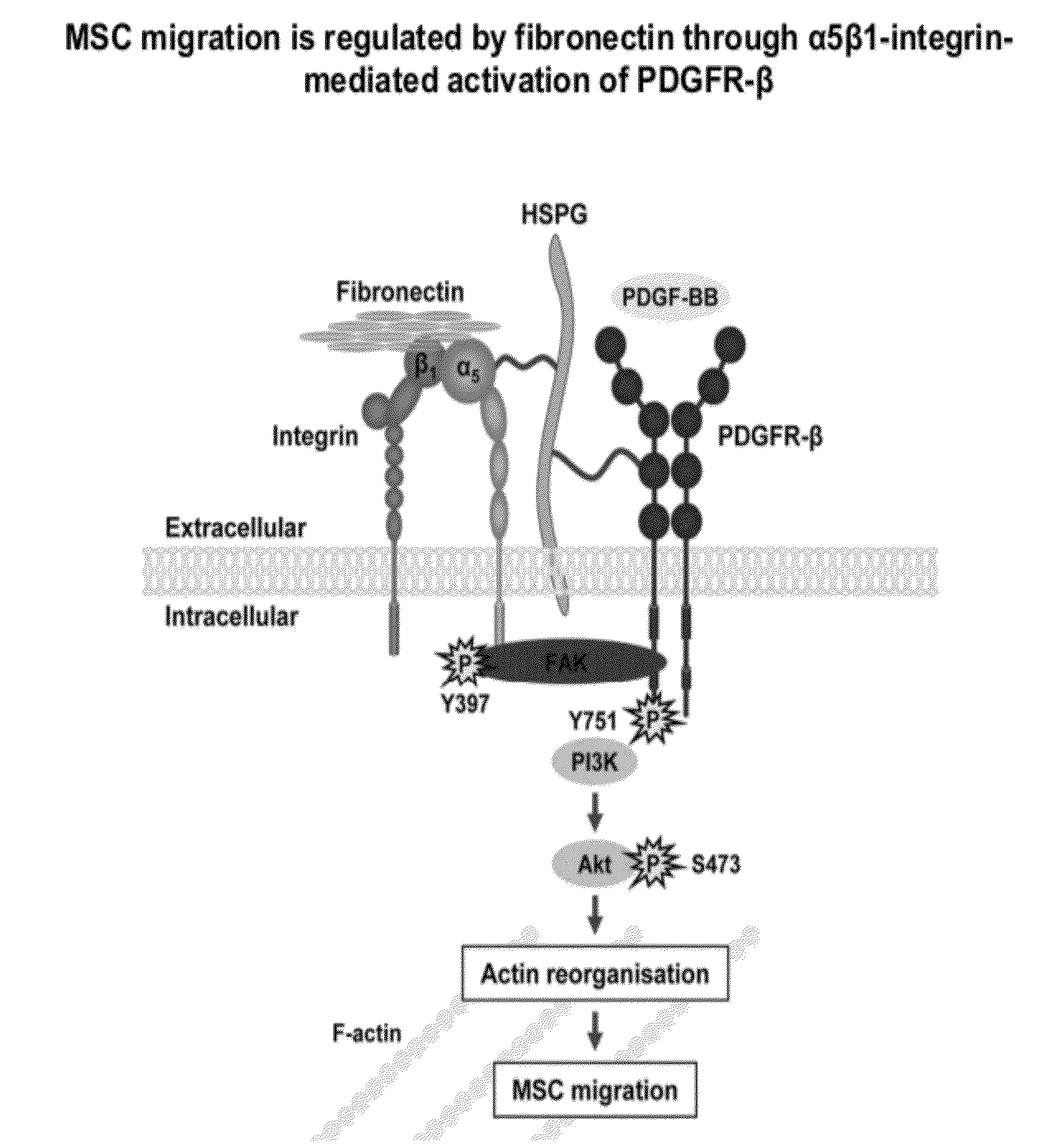 Compositions And Methods For Preventing Or Treating Diseases, Conditions, Or Processes Characterized By Aberrant Fibroblast Proliferation And Extracellular Matrix Deposition