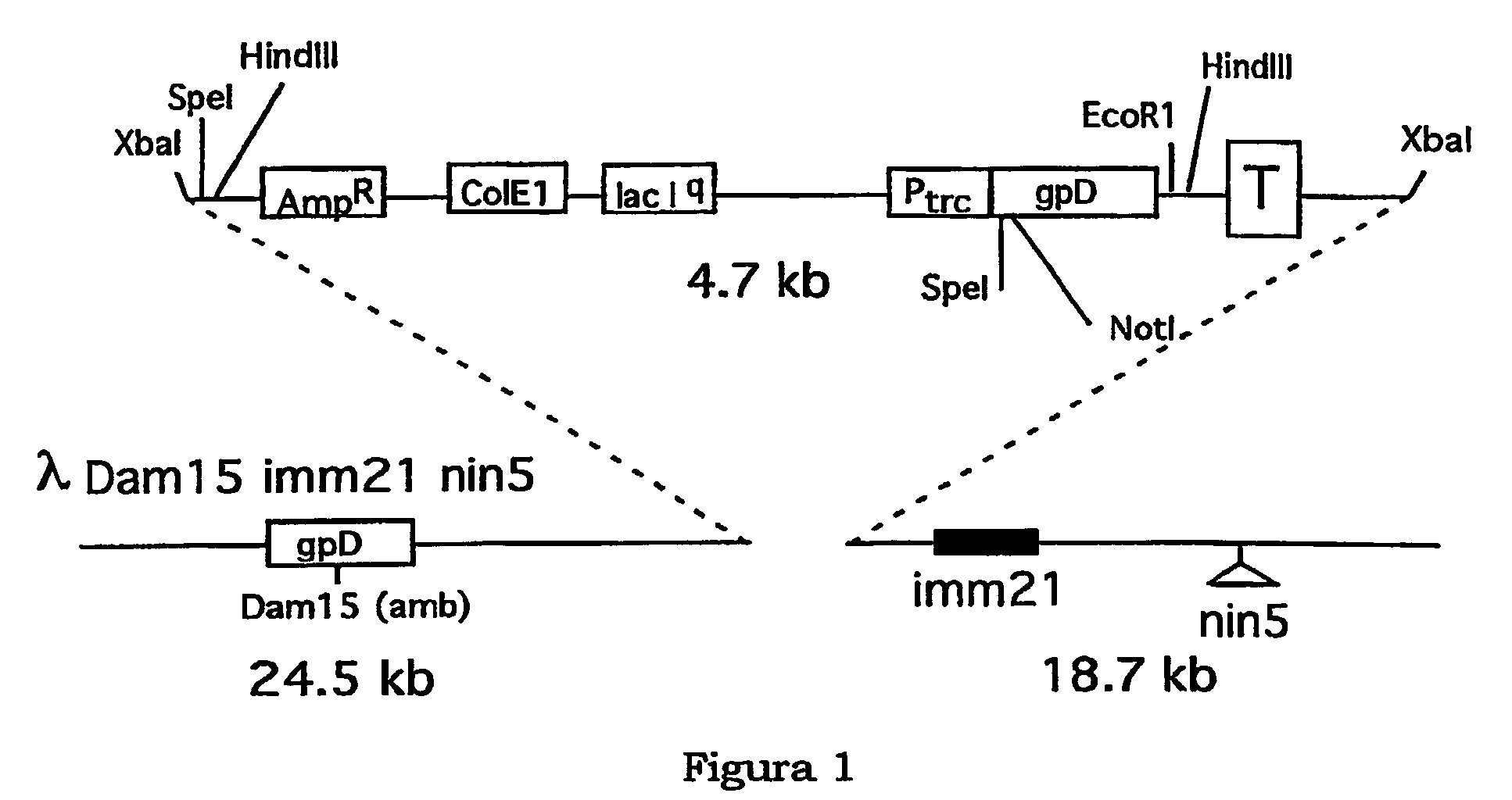 Antigen fragments for the diagnosis of <i>Toxoplasma gondii</i>