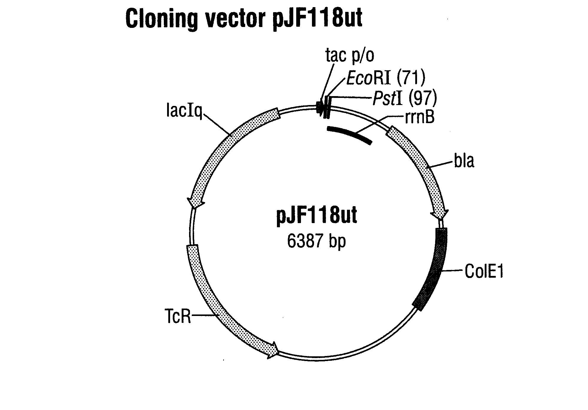 Process for the fermentative production of antibodies