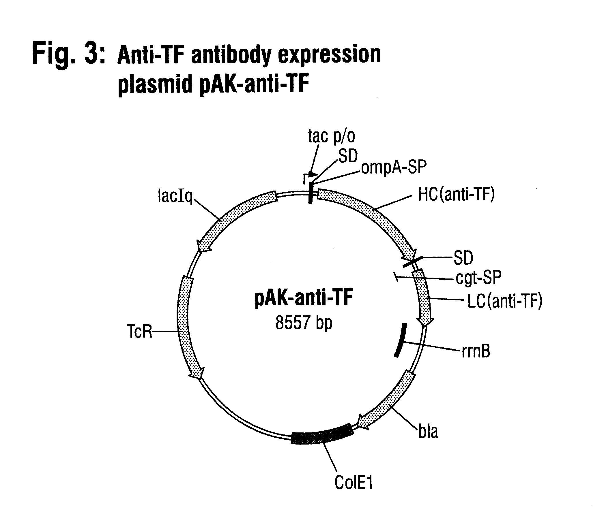 Process for the fermentative production of antibodies