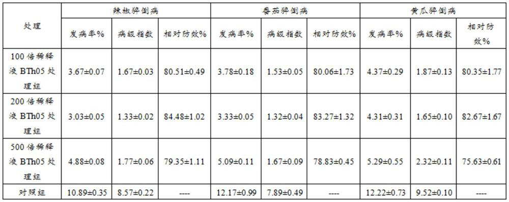 A kind of melon and fruit damping-off disease biocontrol bacteria bth05 and its bacterial agent, preparation method and application of bacterial agent