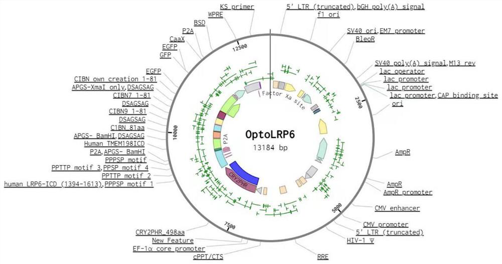 Application of tool for targeted activation of LRP6 in preparation of medicine for preventing and treating Alzheimer's disease