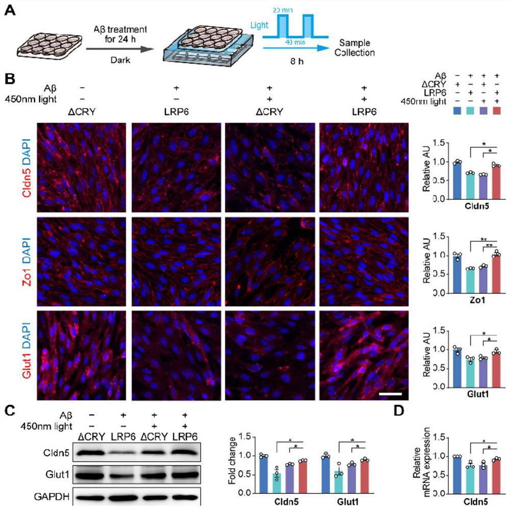 Application of tool for targeted activation of LRP6 in preparation of medicine for preventing and treating Alzheimer's disease