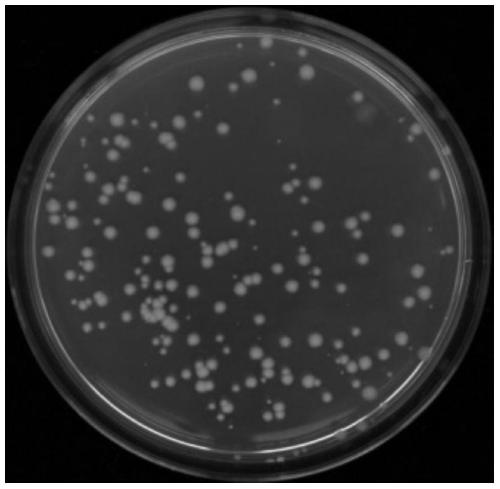 Bacillus thuringiensis strain YN-2-2 and application thereof