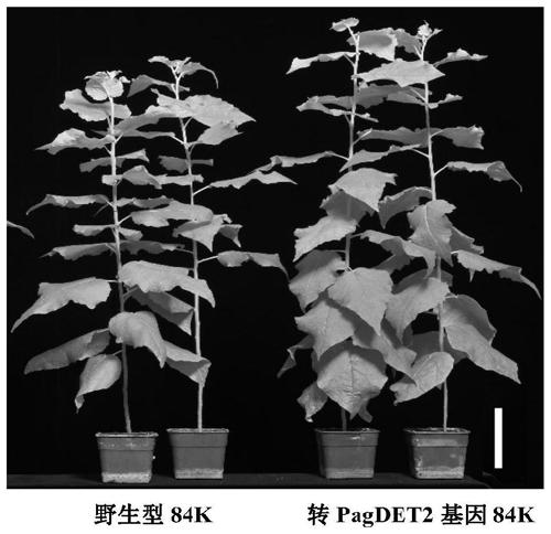 Brassinosteroid synthesizing rate-limiting gene for adjusting and controlling poplar wood formation and application of brassinosteroid synthesizing rate-limiting gene
