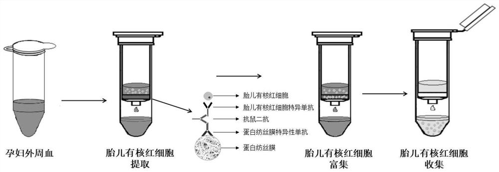 Infantile nucleated red blood cell trap vector, extraction device and method