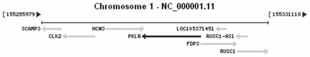 Method, kit, oligonucleotide and application thereof for detecting pklr gene mutation