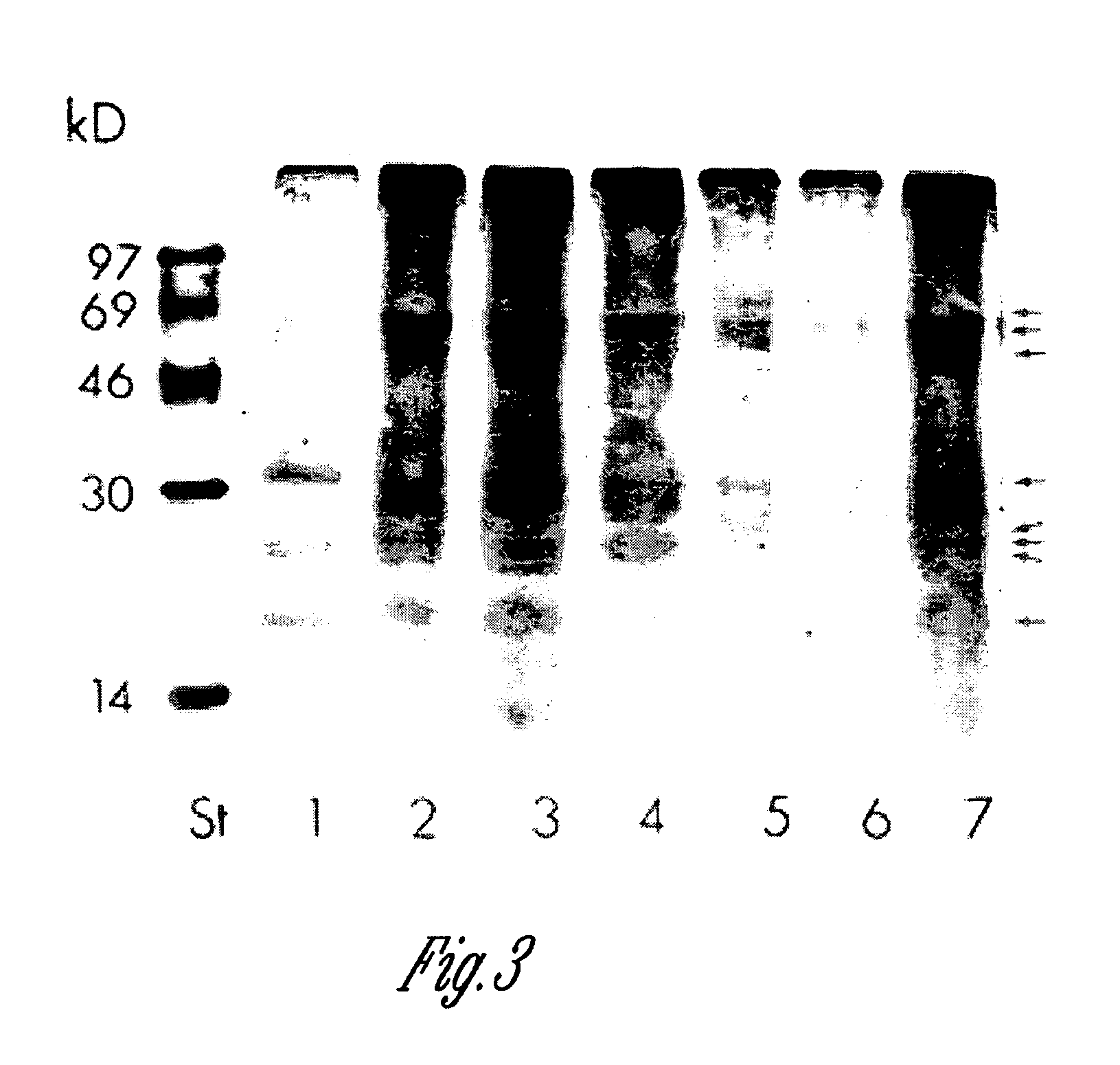 Maize chloroplast protein synthesis elongation factors and methods of use for same