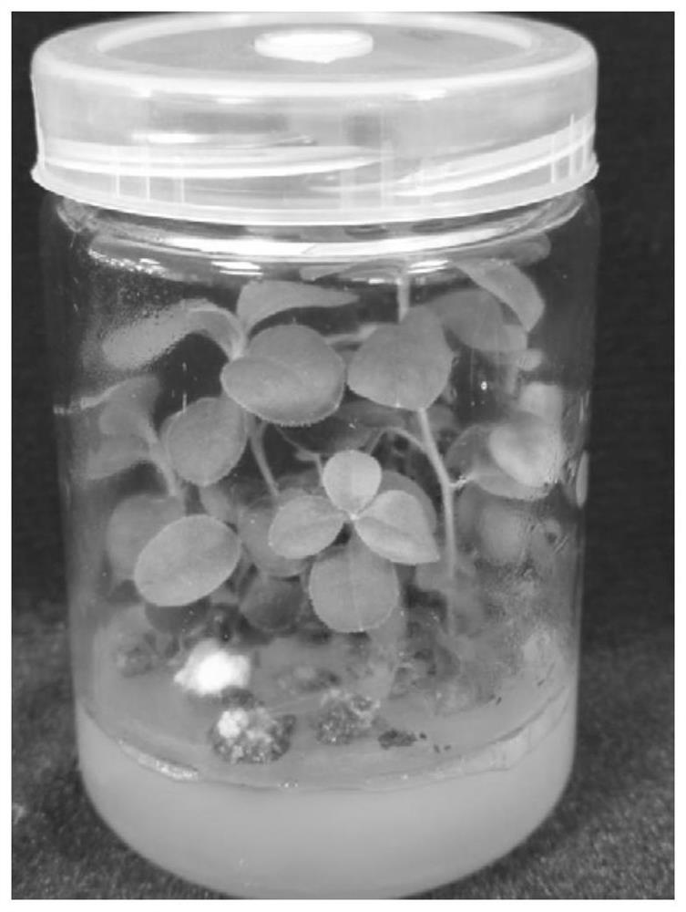 Efficient rooting method for rhododendron lapponicum tissue culture seedlings