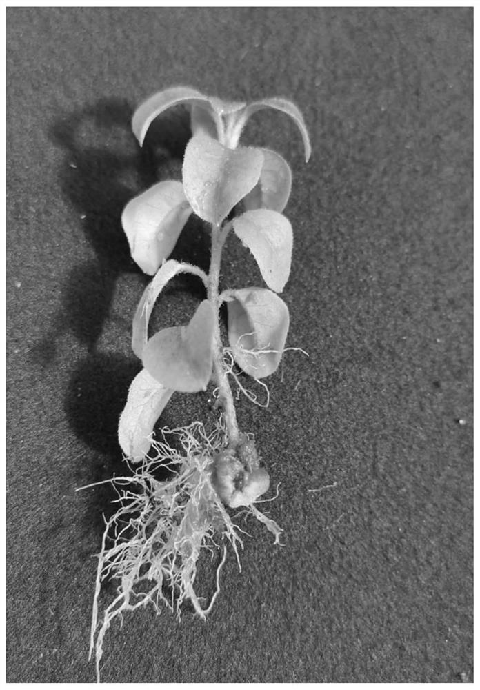 Efficient rooting method for rhododendron lapponicum tissue culture seedlings