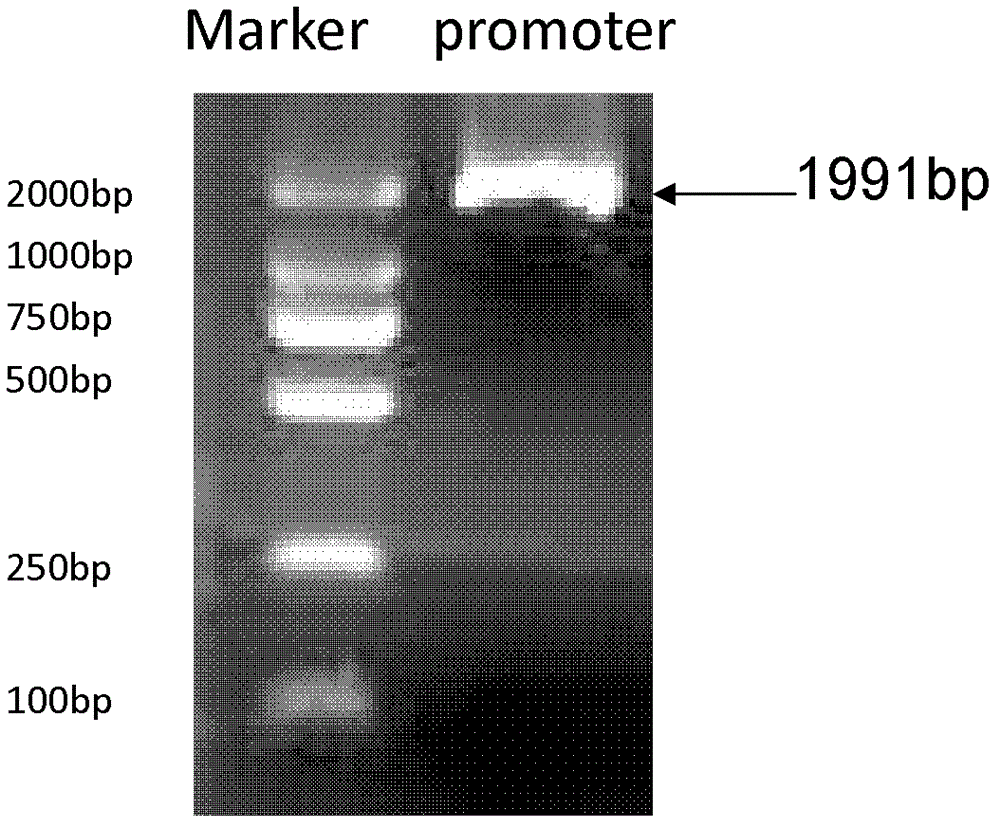 DNA segment and its application