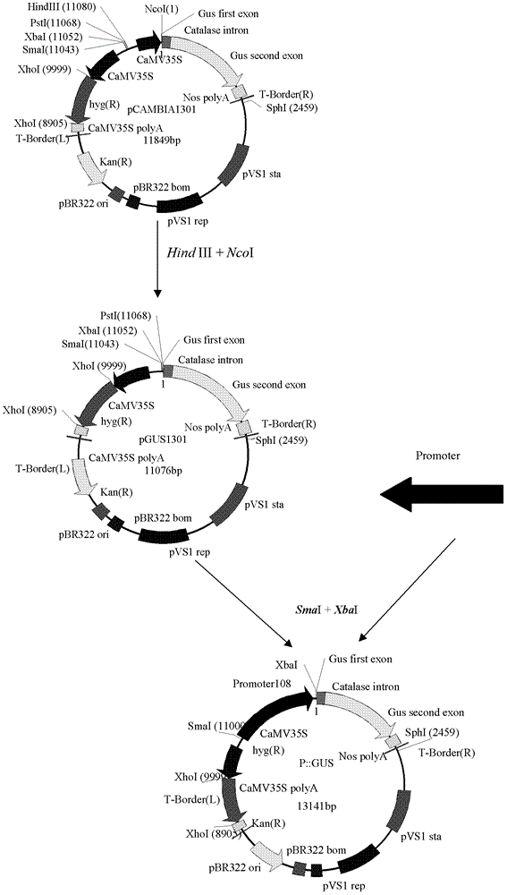 DNA segment and its application