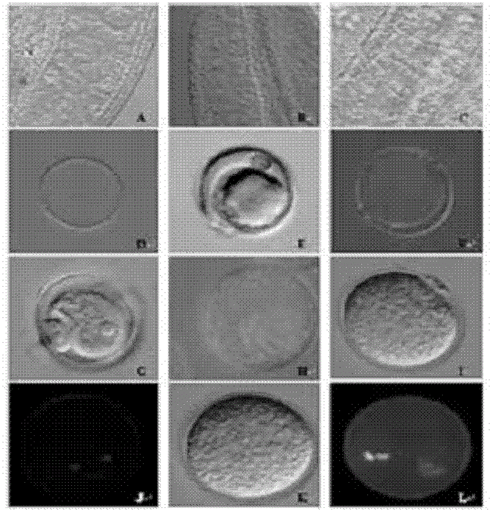 DNA segment and its application