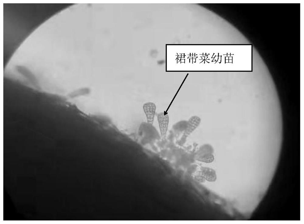 Method for preventing and controlling benthic diatom pollution in the production of wakame gamete seedlings
