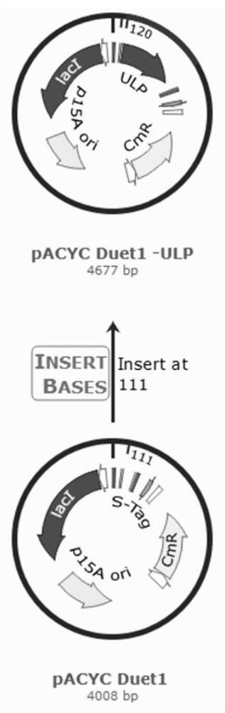 Hyaluronic acid lyase as well as gene expression and application thereof