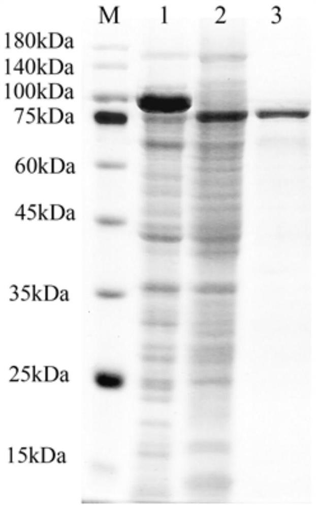 Hyaluronic acid lyase as well as gene expression and application thereof