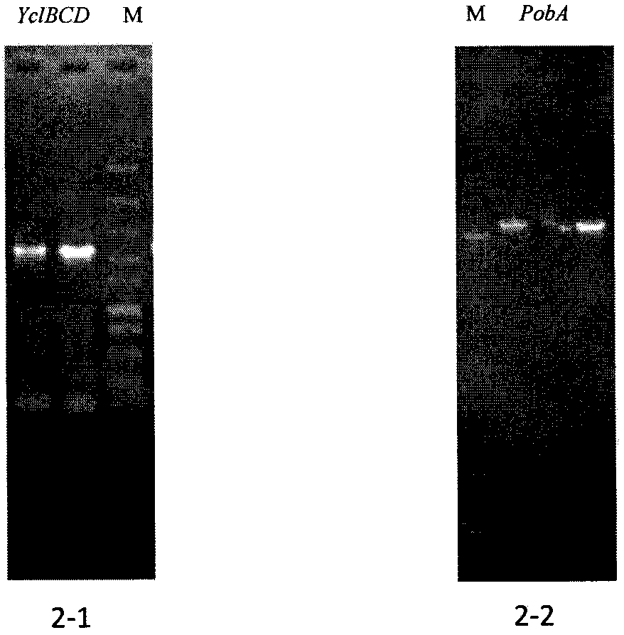 Gene engineer bacterium for producing protocatechuic acid (3, 4-dihydroxybenzoic acid) by using phenol and construction method thereof
