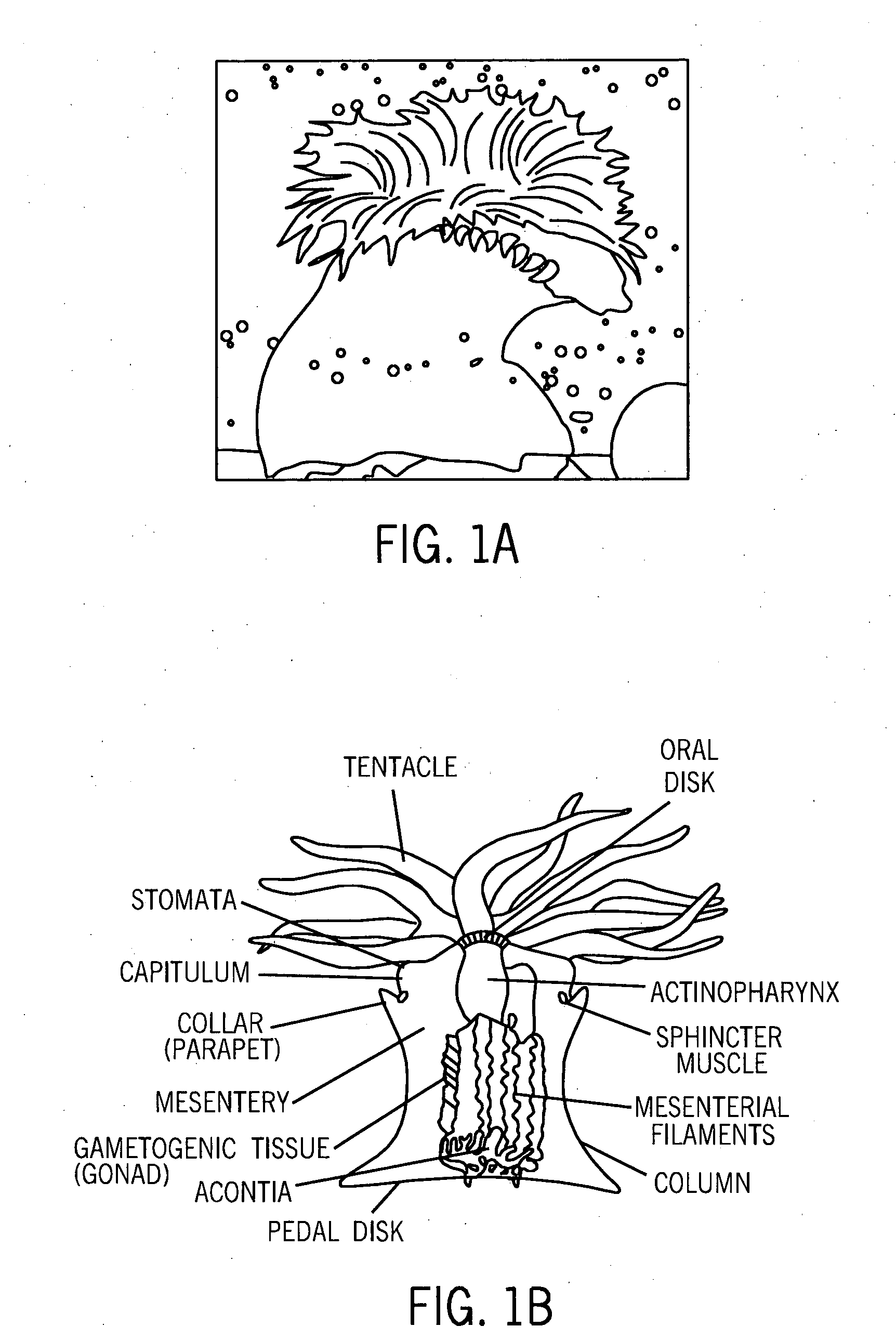 Compositions of aquatic origin for prevention of cell adhesion and methods of using same