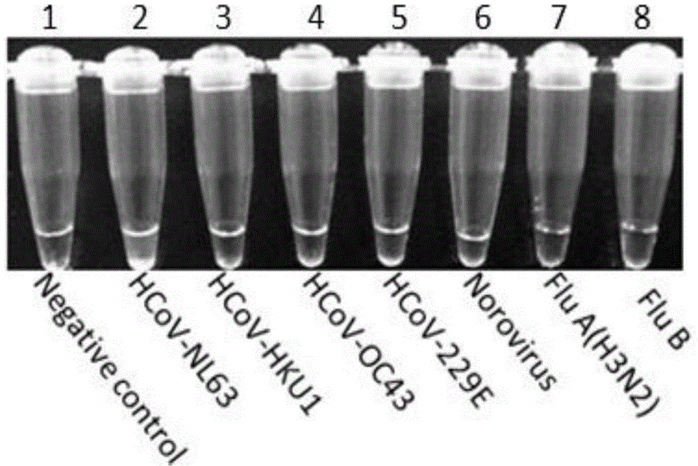 Special primer capable of quickly detecting human coronavirus NL63 as well as kit and application method thereof