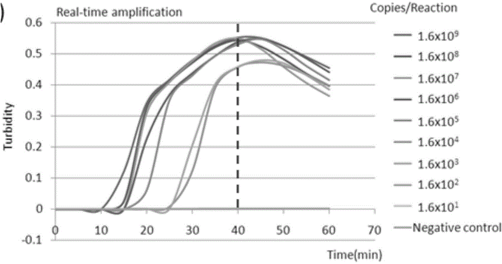 Special primer capable of quickly detecting human coronavirus NL63 as well as kit and application method thereof