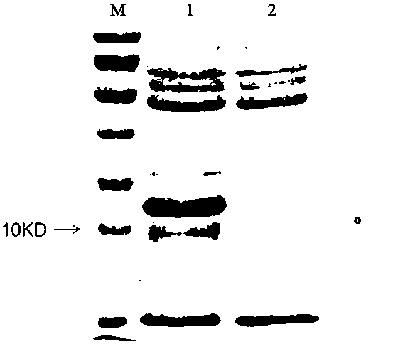 Recombinant short peptide, production method and application thereof, and application of recombinant short peptide in promoting wound healing