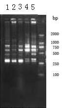 Molecular reaction system for revealing genetic diversity of tephritidae populations