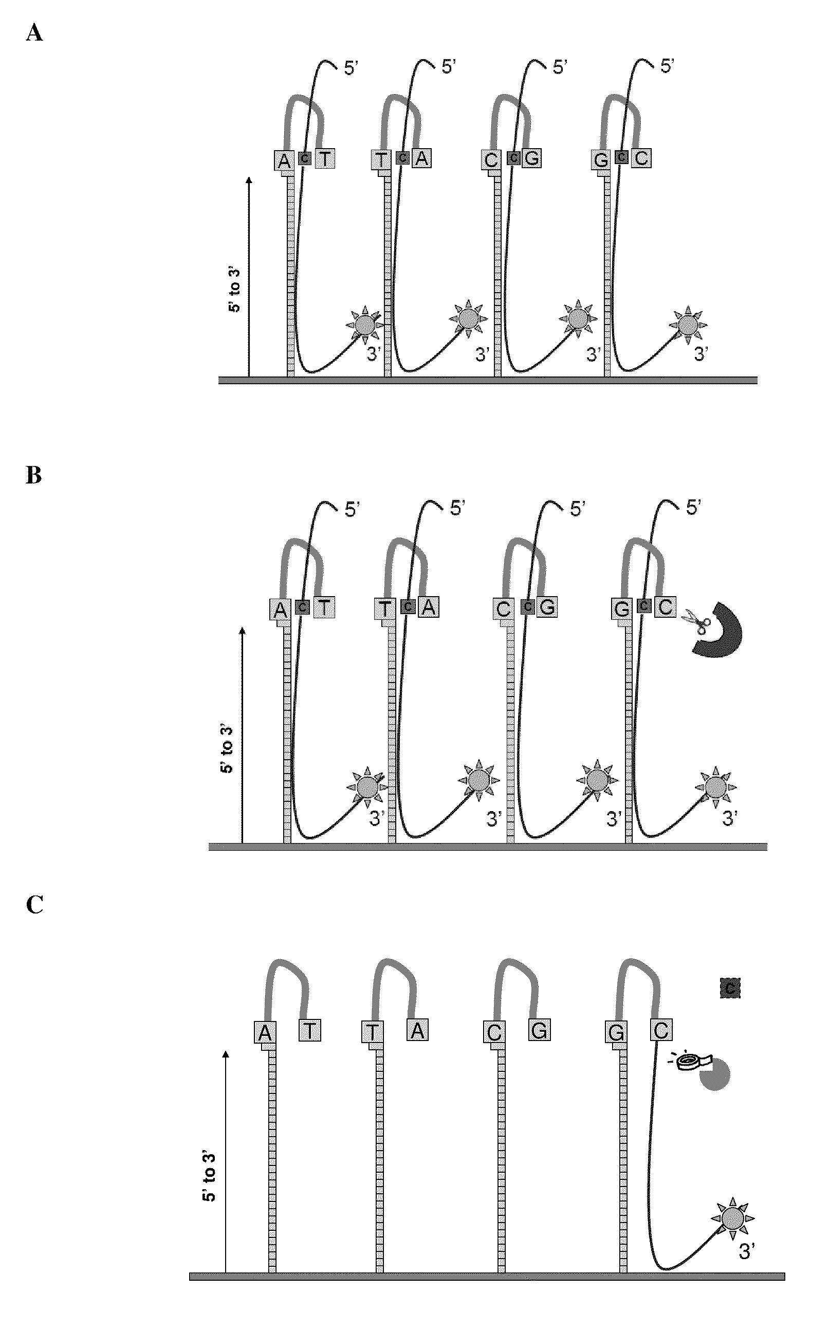 Methods and Assays for Capture of Nucleic Acids