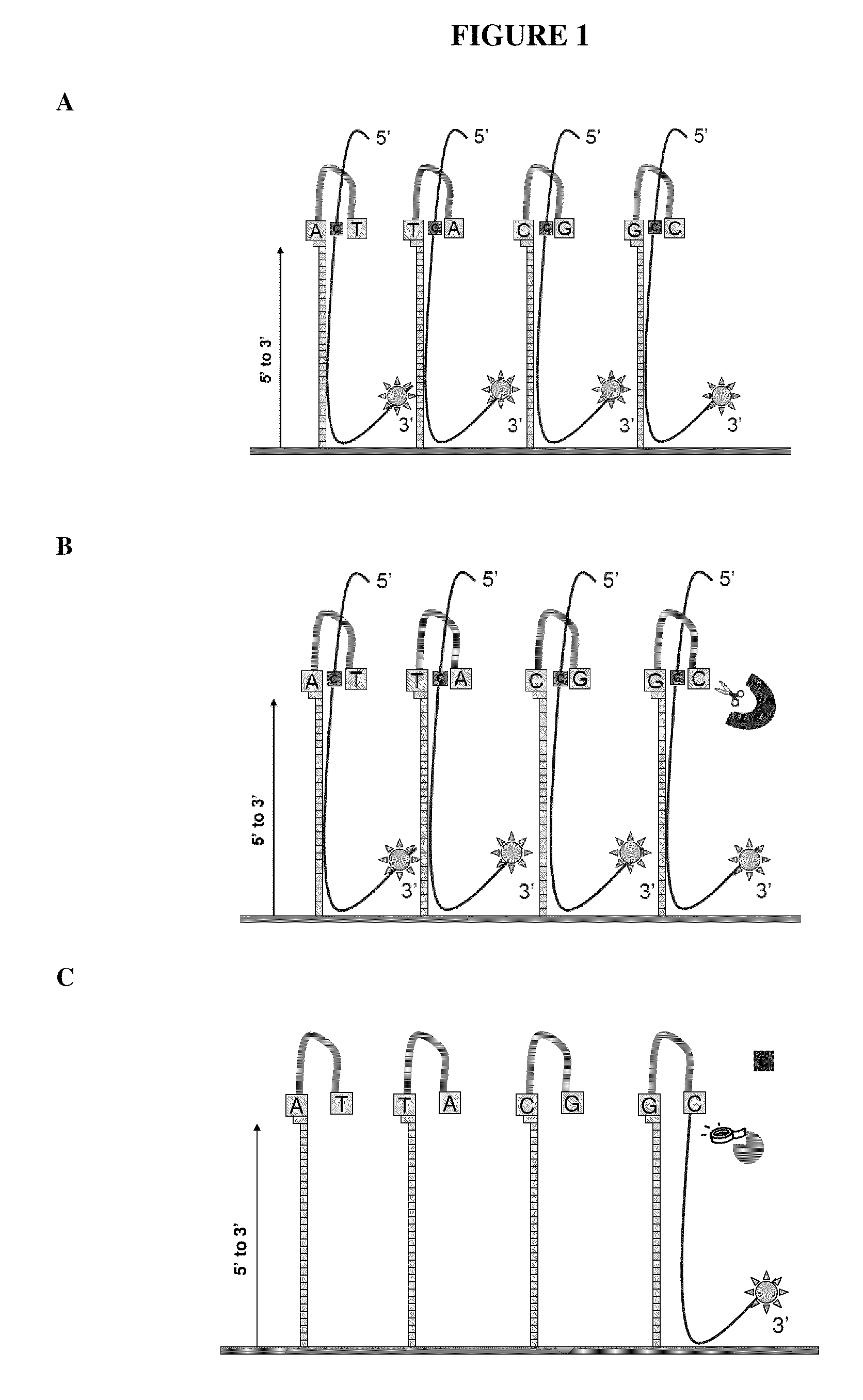 Methods and Assays for Capture of Nucleic Acids
