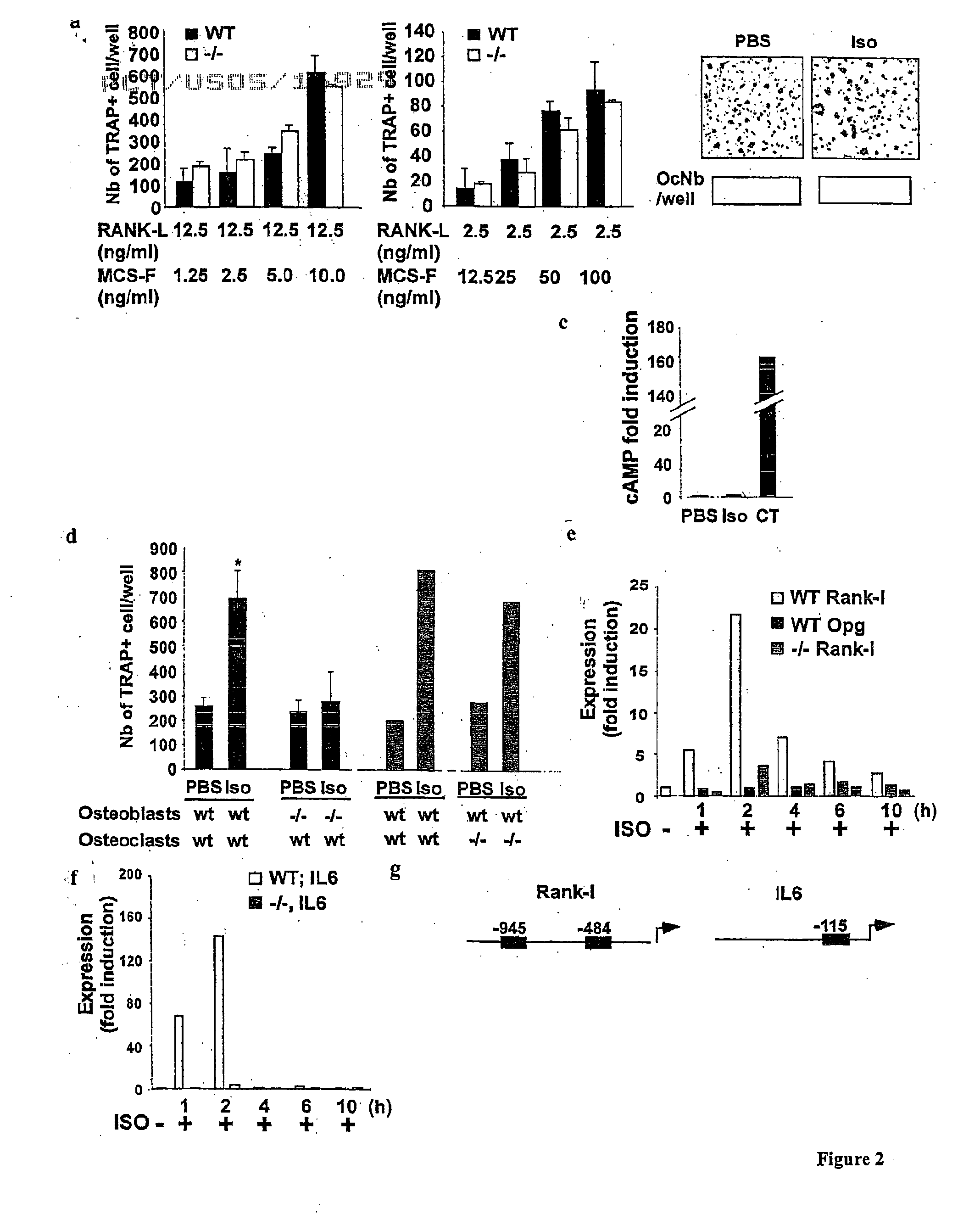 Compositions and methods for modulating bone mass