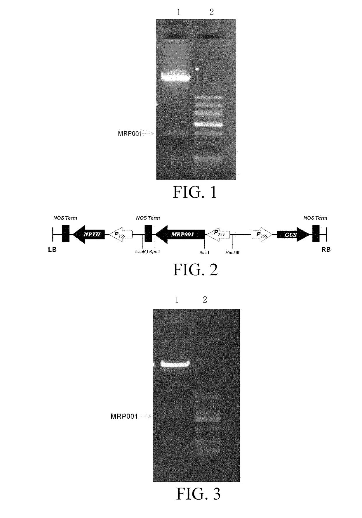 Artificially synthesized insect-resistant protein, biological materials associated therewith, and use thereof