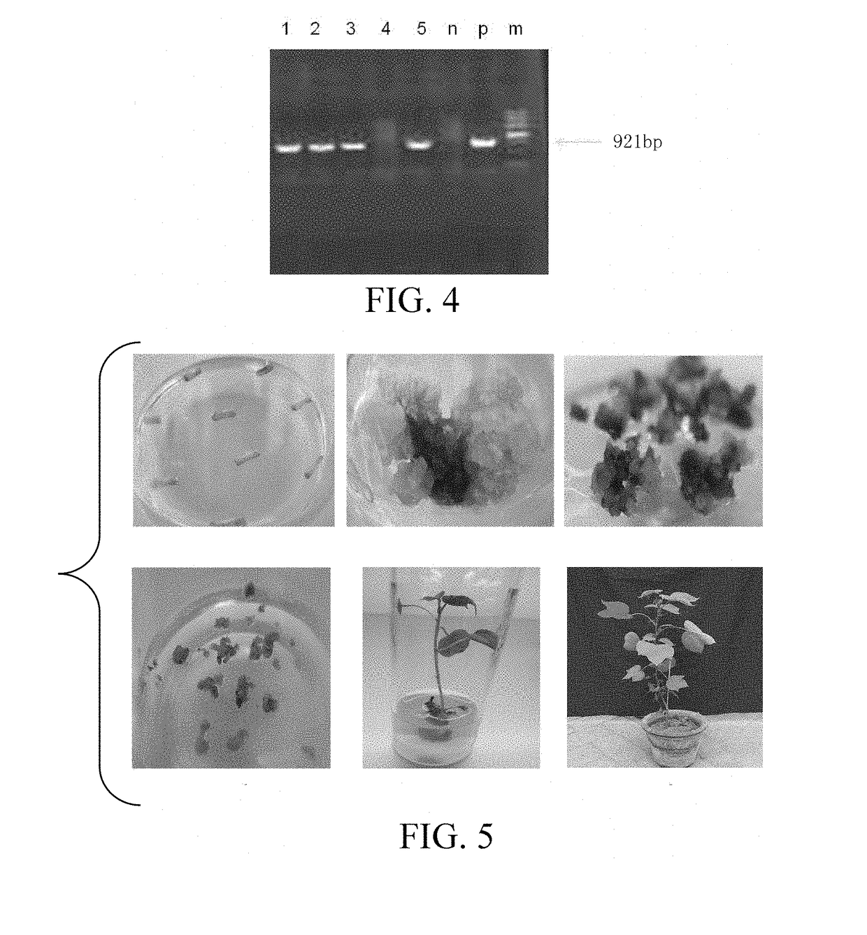 Artificially synthesized insect-resistant protein, biological materials associated therewith, and use thereof