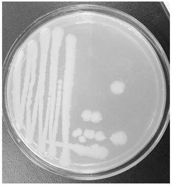 Screening of a strain of Bacillus amyloliquefaciens and its application in sea cucumber culture