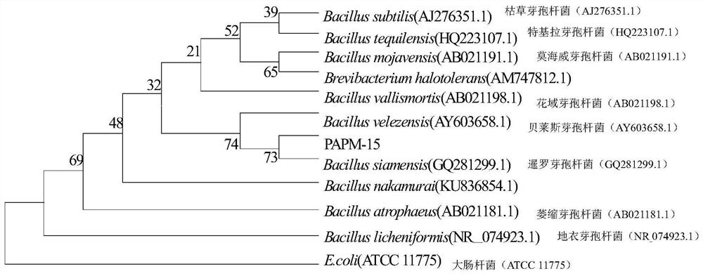 Production method and application of a salt-alkali-tolerant bacillus siamese and its live bacterial preparation