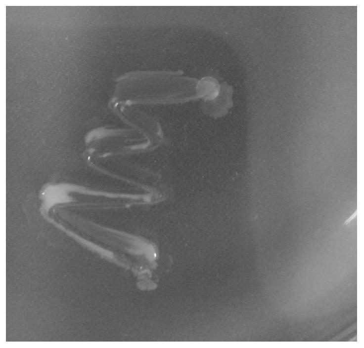 Production method and application of a salt-alkali-tolerant bacillus siamese and its live bacterial preparation