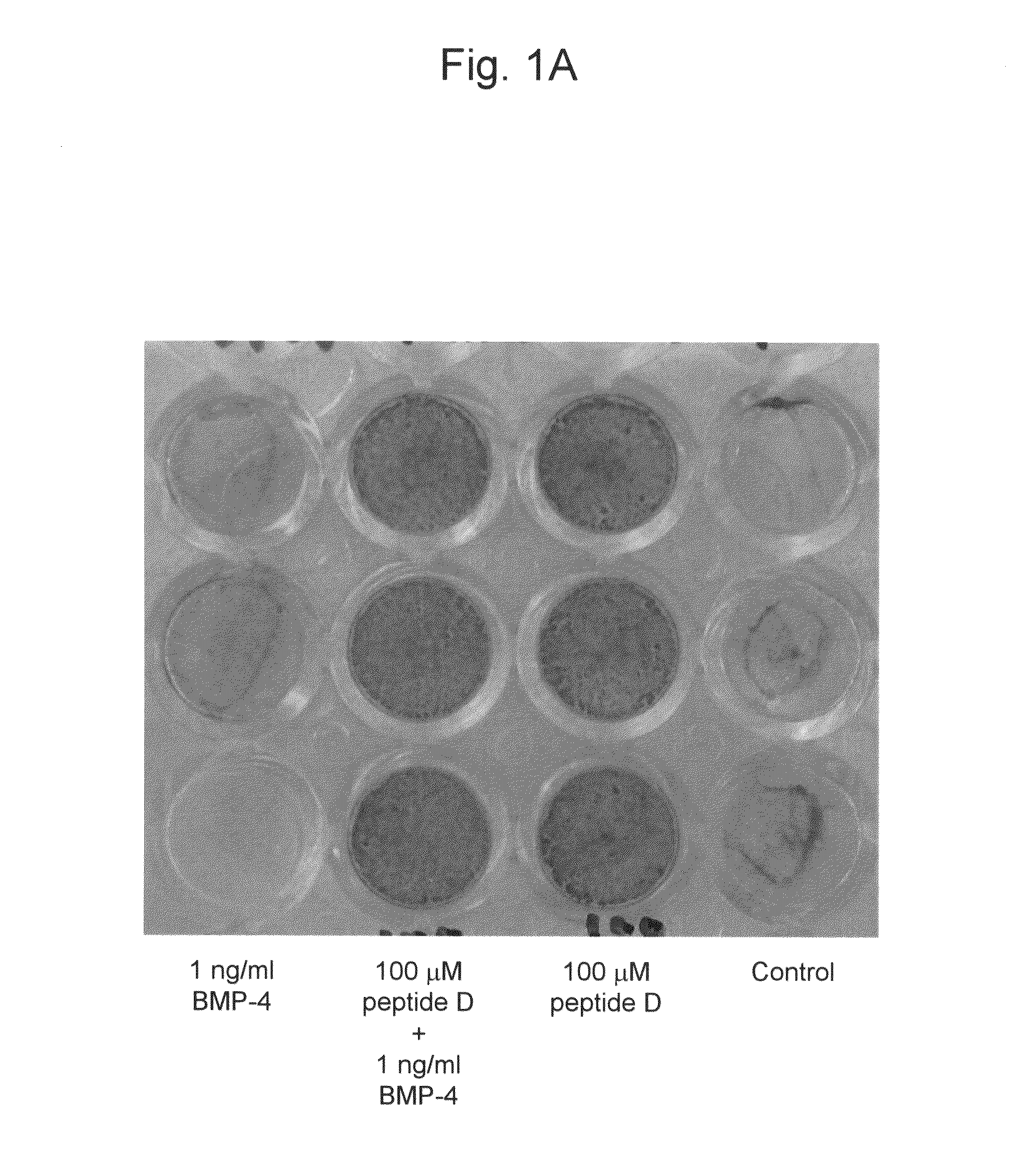 Inducer of chondrocyte proliferation and differentiation