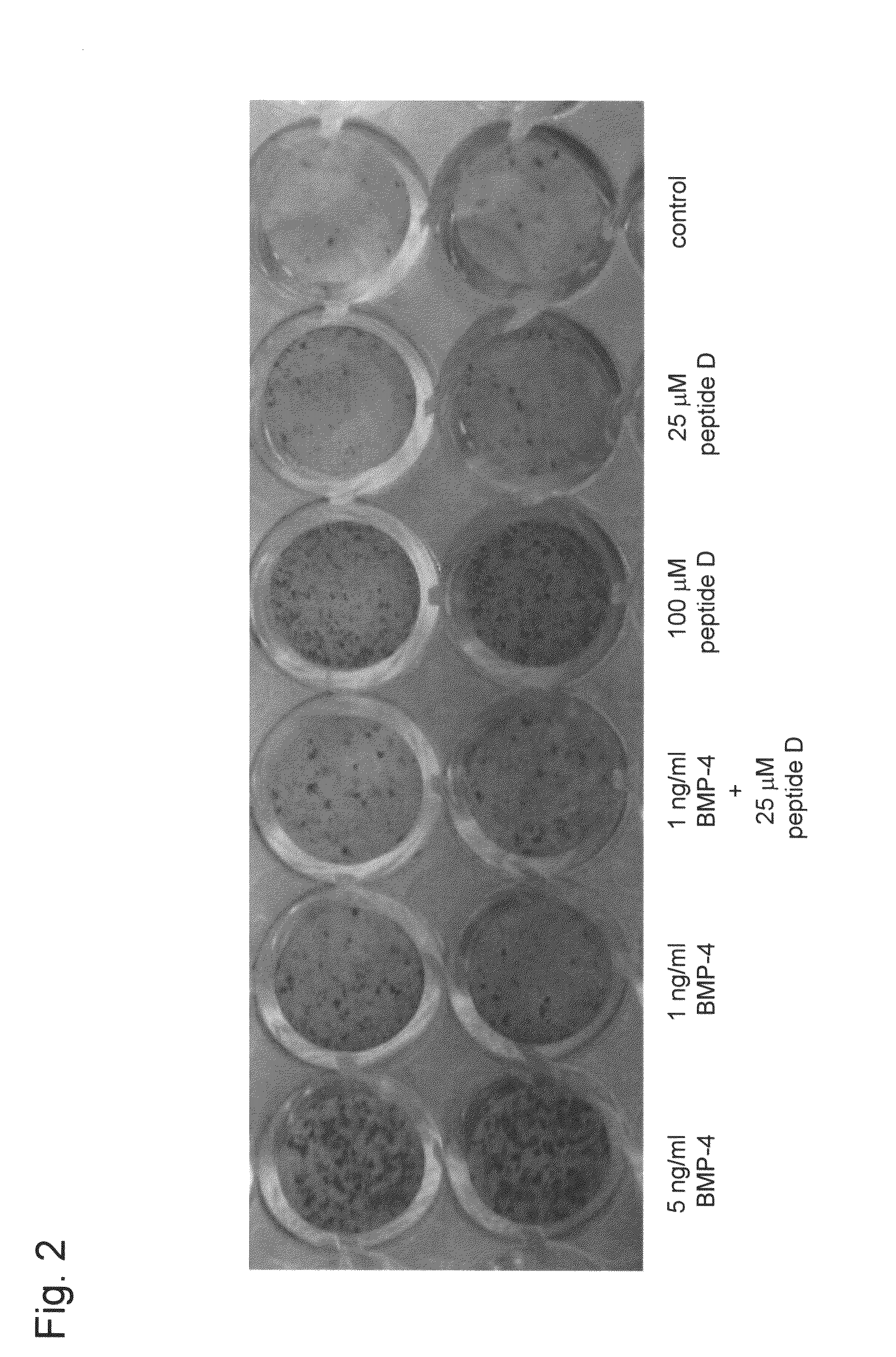 Inducer of chondrocyte proliferation and differentiation