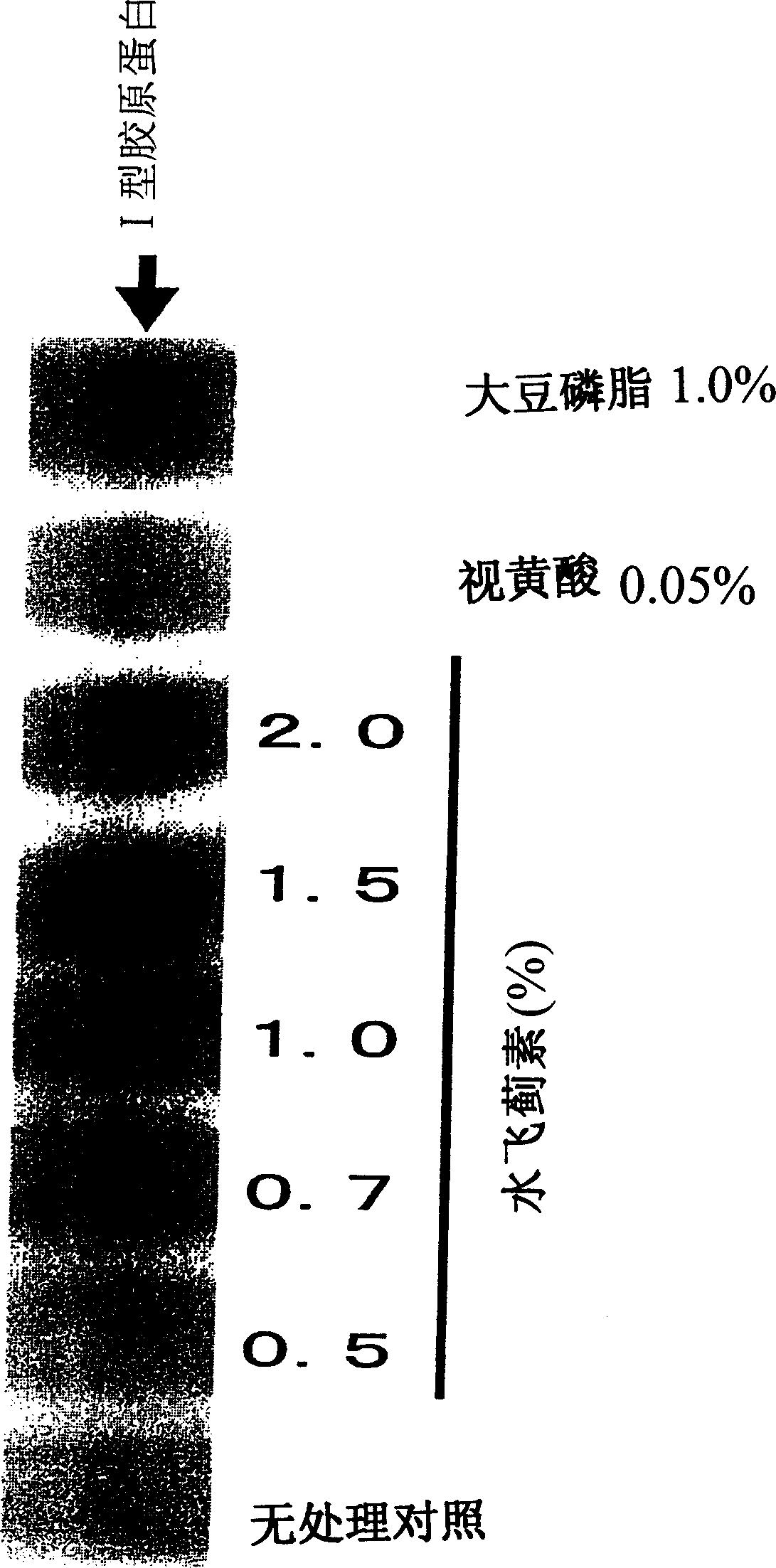 Composition for promoting production of type I collagen and/or elastin