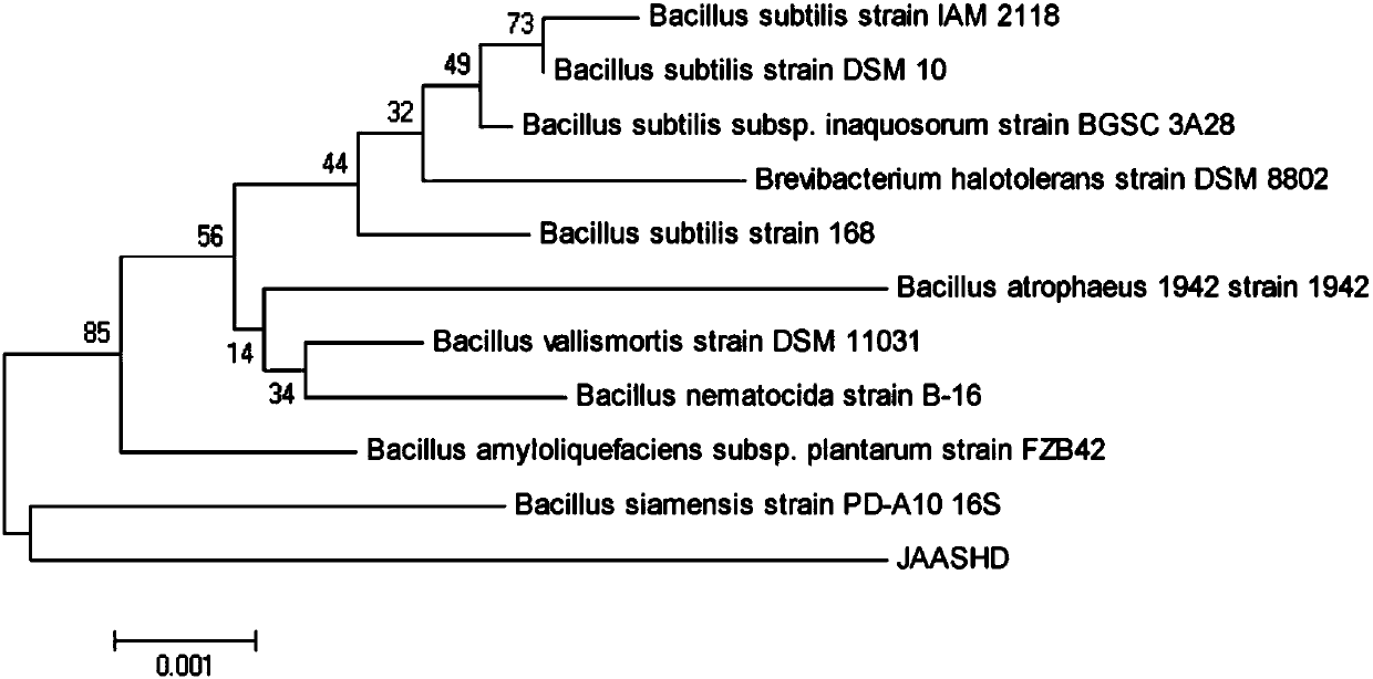 Bacillus siamensis strain and application thereof